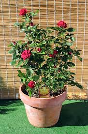 Manufacturers Exporters and Wholesale Suppliers of Ornamental Plants Trivandrum Kerala